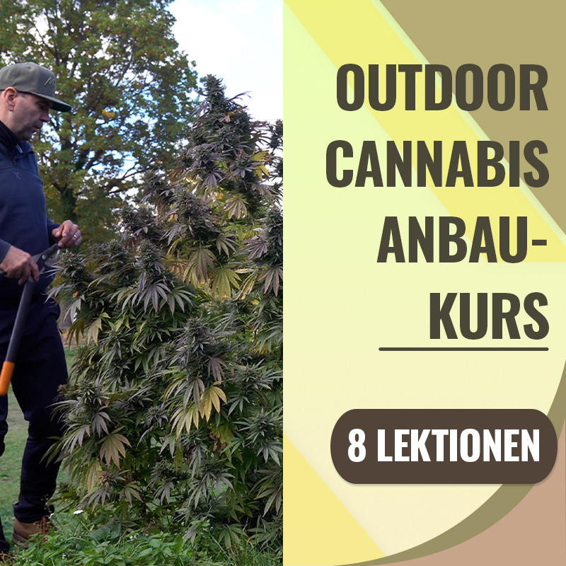 Videokurs: Cannabis unter freiem Himmel in Mitteleuropa anbauen
